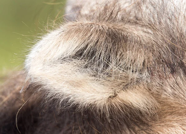 Ohr eines Kamels — Stockfoto