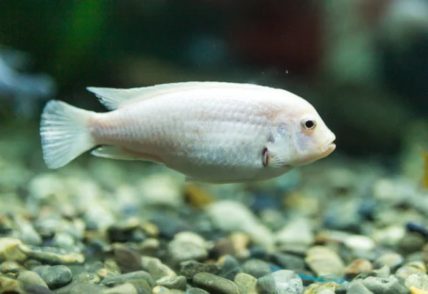 Vacker fisk i akvariet — Stockfoto