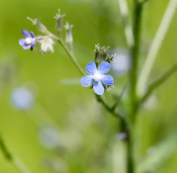 Bellissimi fiori blu sulla natura — Foto Stock