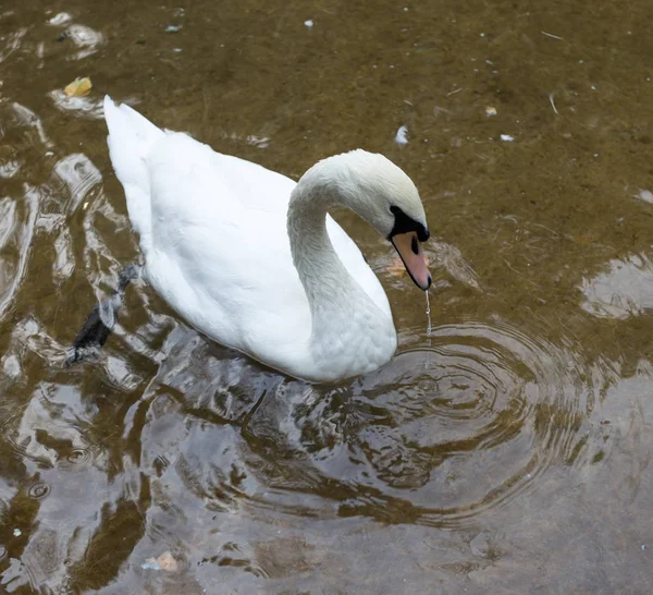 Vit svan på en damm — Stockfoto