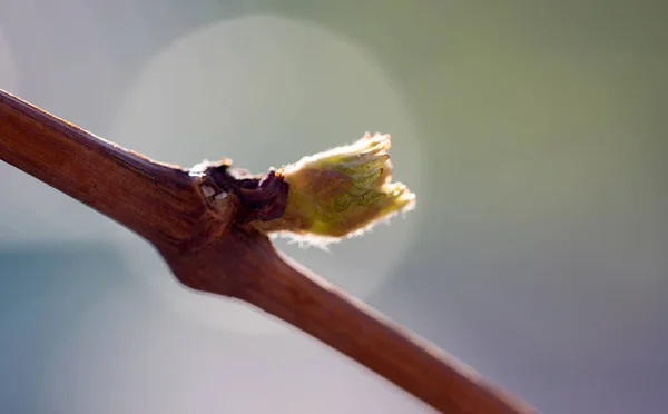 Las hojas jóvenes de la uva —  Fotos de Stock