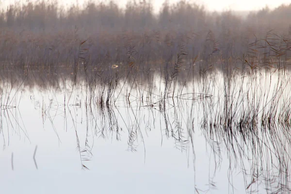A lake with reeds at dawn in the autumn — Stock Photo, Image