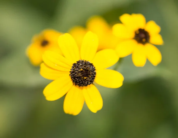 Bela flor amarela na natureza — Fotografia de Stock