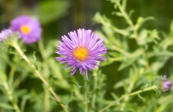 Paarse bloem in de natuur — Stockfoto