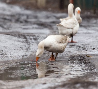 kazlar kış doğada