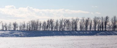 açık havada kışın ağaçlar