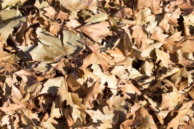 Sonbahar yaprakları yerde.