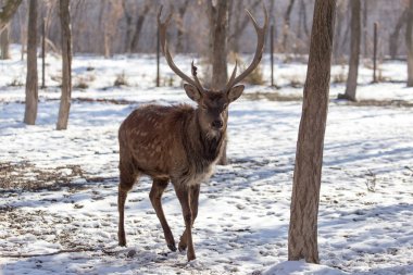 Kışın parkta geyik