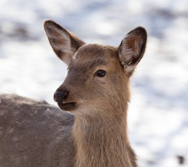 Kışın parkta geyik