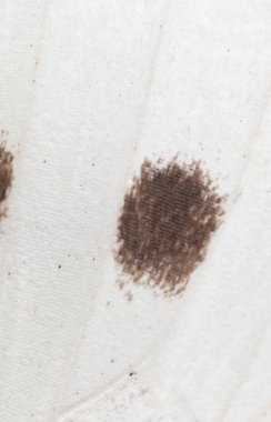 Kelebek kanadı bir arka plan olarak. Makro