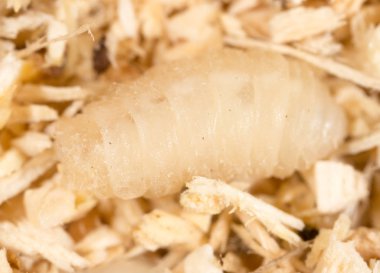 kurtçuk talaş içinde. Makro