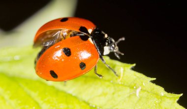 Doğadaki bir bitkinin üzerindeki uğur böceği.