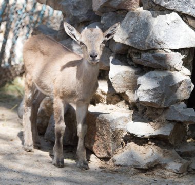 Hayvanat bahçesinde bir keçi portresi