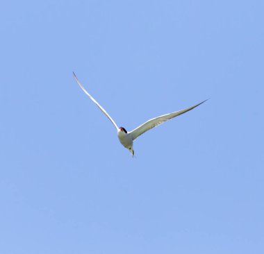 Mavi gökyüzünün arka planında bir martı