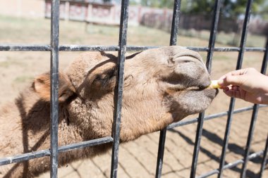 deve Hayvanat Bahçesi bir çitin arkasında