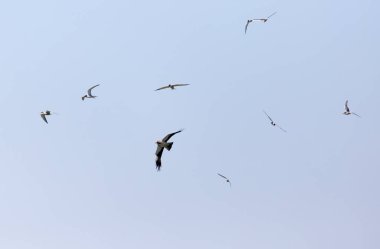 Kartal gökyüzünde üzerinde uçan martı