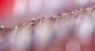 Diş balık pike. Super makro