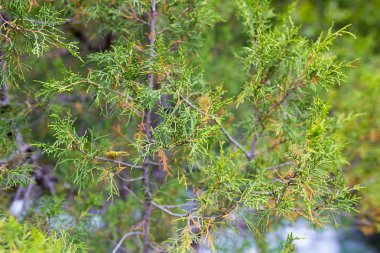 Arka plan olarak doğada Mazı (bitki)