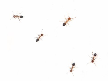 Beyaz duvardaki karıncalar