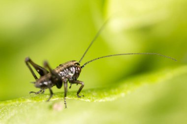 Çekirge üzerindeki yeşil yaprak. Makro