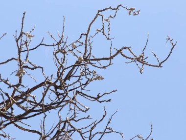 Mavi gökyüzüne karşı yapraksız ağaç dalları