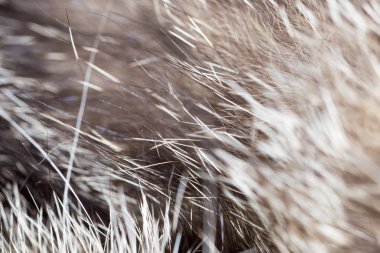fon olarak saç kedi. Makro