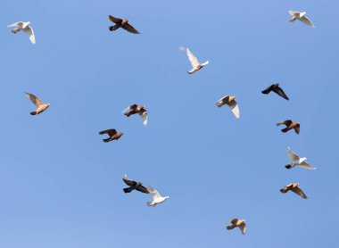 güvercin mavi gökyüzü üzerinde Flock