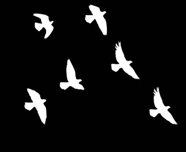 Siyah arka planda bir kuş sürüsünün silueti