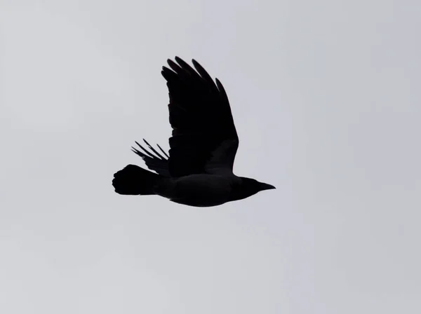 Schwarze Krähe am Flughimmel — Stockfoto