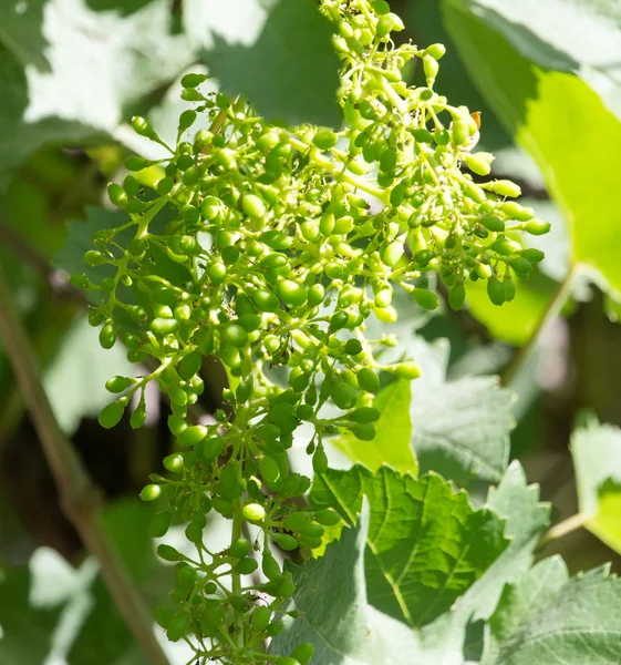 Ramo joven de uvas en la naturaleza —  Fotos de Stock