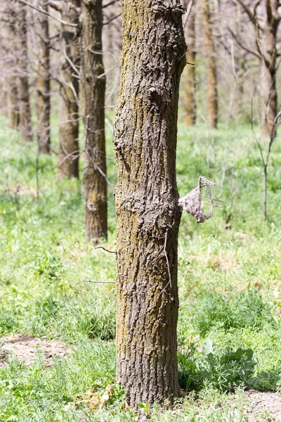 Baumkrone in einem Park auf der Natur — Stockfoto