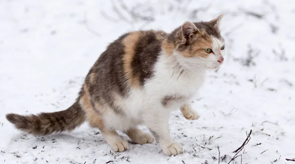 Katze im Schnee im Winter — Stockfoto