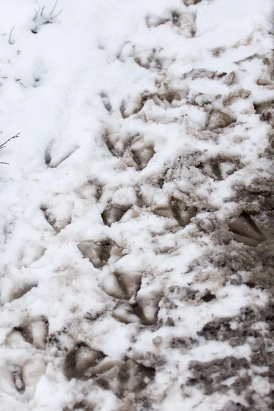Huellas de ganso en la nieve como fondo — Foto de Stock