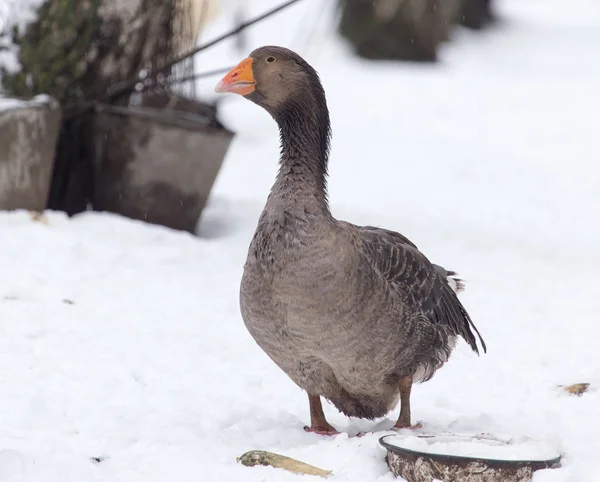 Gänse in der Winternatur — Stockfoto