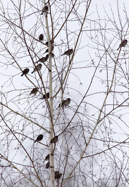 Schwarm Spatzen auf den kahlen Ästen eines Baumes — Stockfoto
