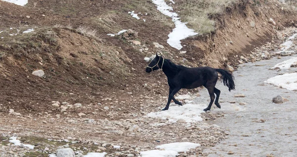 冬の自然の馬 — ストック写真