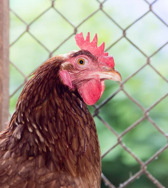 Pollo vicino alla recinzione della fattoria — Foto Stock