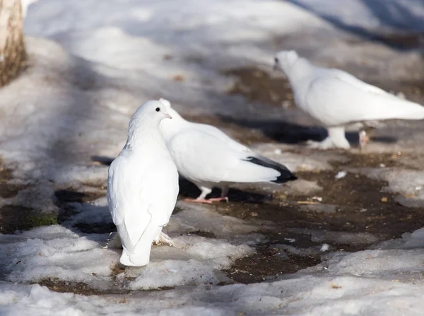 Weiße Taube im Schnee im Winter — Stockfoto