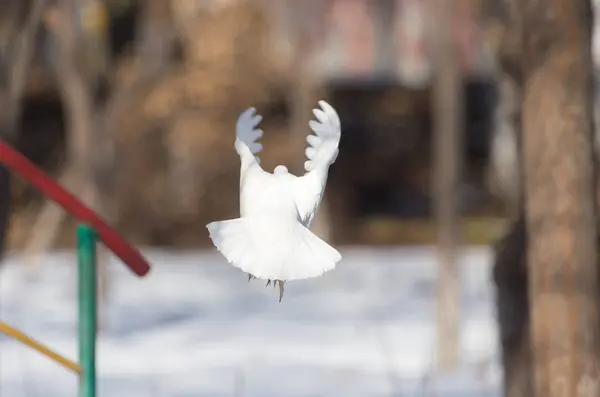 White dove in flight in the park — Stock Photo, Image