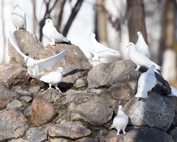 Стадо голубей на скале — стоковое фото