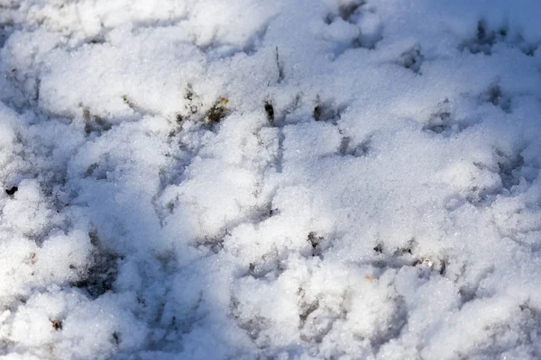 Empreintes d'oiseaux sur la neige — Photo