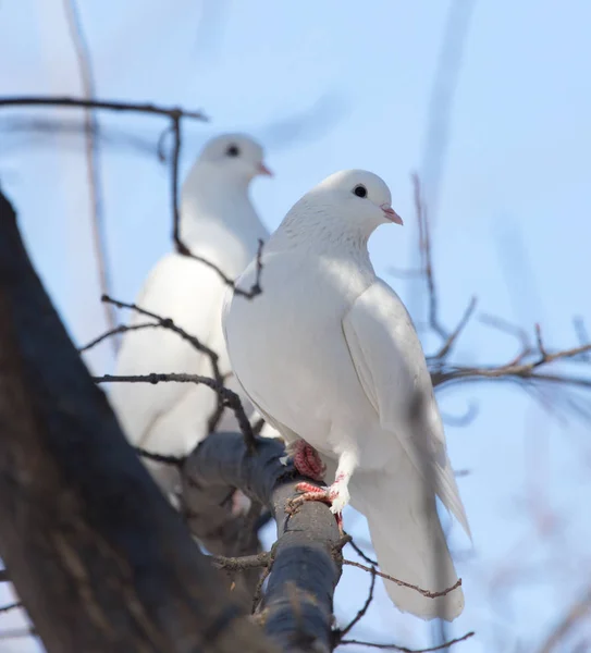 Witte duif op de boom in de natuur — Stockfoto