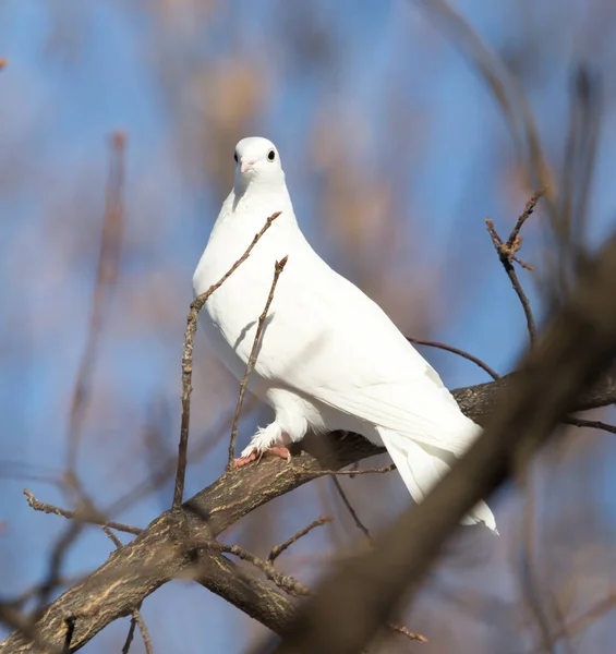 Fehér galamb a fán, a természetben — Stock Fotó