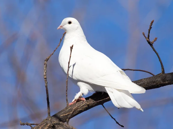 自然の中の木の上を飛ぶ白い鳩 — ストック写真