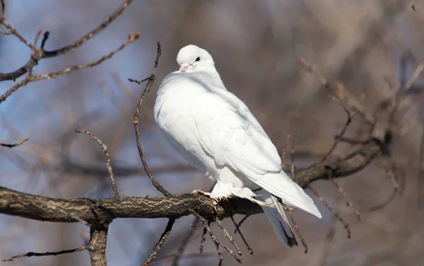 Paloma blanca en el árbol en la naturaleza —  Fotos de Stock