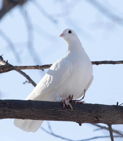 自然树上的白鸽 — 图库照片