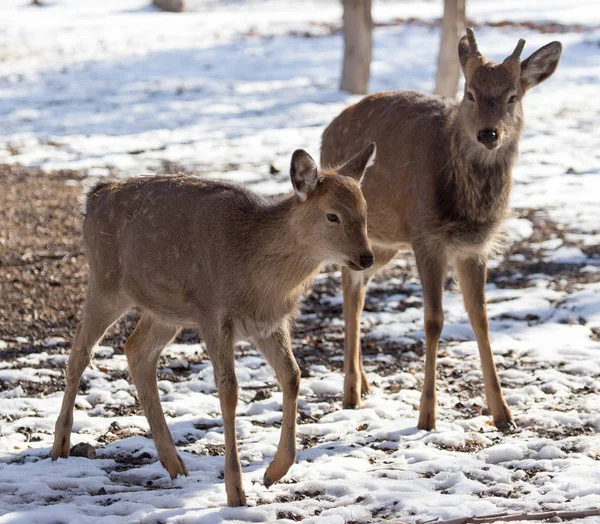 Herten in het park in de winter — Stockfoto