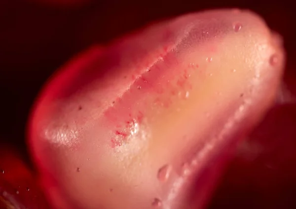 Granatäpple som bakgrund. makro — Stockfoto