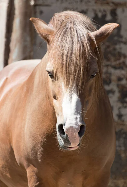 Retrato de um cavalo no zoológico — Fotografia de Stock