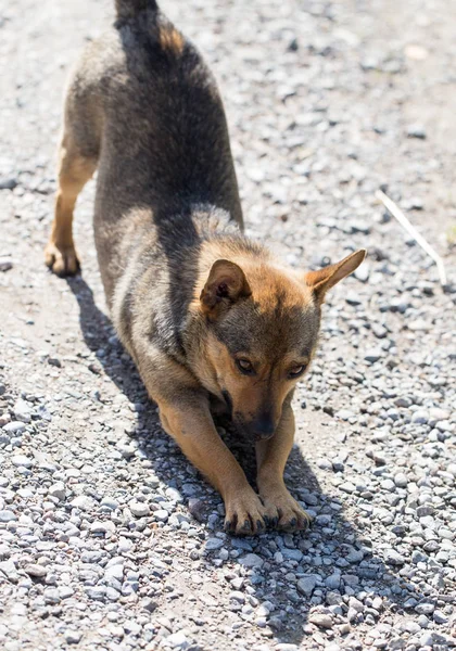 Güzel köpek niteliğine — Stok fotoğraf